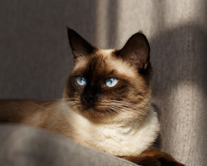 Portrait cat with blue eyes, siamese cat