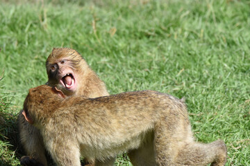 Berberaffe