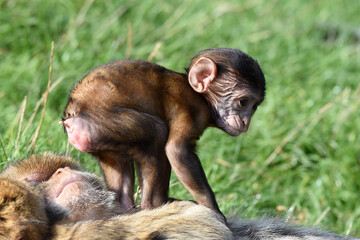 Berberaffenbaby, Tierkind