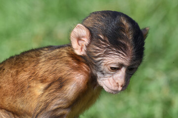 Berberaffenbaby, Tierkind