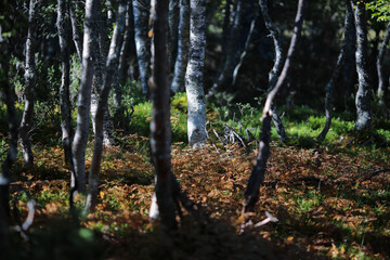 Obraz premium Forest