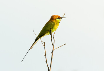 Green bee eater on the branch tree.Little bird isolated on white background.Nature wildlife image on the outdoor park.