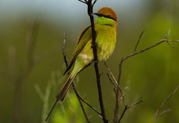 Green bee eater on the branch tree.Little bird isolated on white background.Nature wildlife image on the outdoor park.