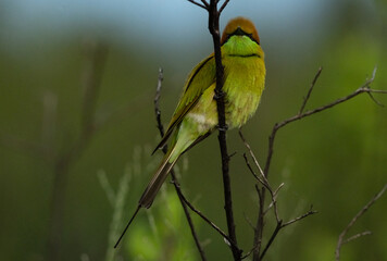 Green bee eater on the branch tree.Little bird isolated on white background.Nature wildlife image on the outdoor park.