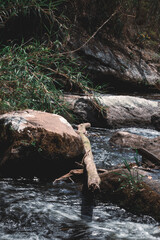 water flowing into the forest