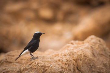 Oenanthe leucopyga sits on a rock in the desert of Israel