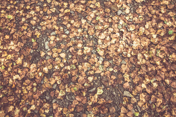 Autumn Fall Brown Fallen Leaves On The Ground