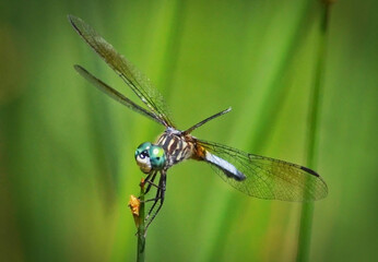 Perched dragonfly with a bright background