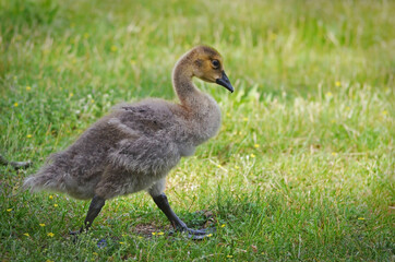 Gosling exploring his world