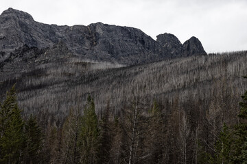 Trees in the Canadian Rocky Mountains Devestated and Burned by the Forest Fire. Kootenay National Park, British Columbia, Canada.