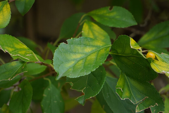 Selective of green leaves of Celastrus on a branch