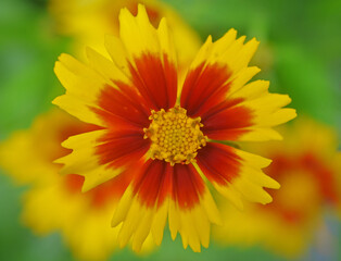 Brightly colored coreopsis in the garden