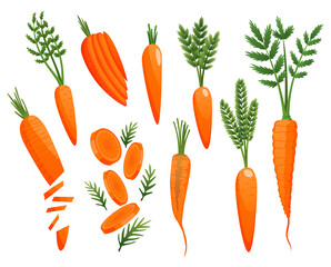 Carrot. Orange roots, green carrot tops. Vegetable  sketch. Fresh cartoon vegetable isolated on white background