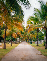 palm trees cemetery Miami Florida 