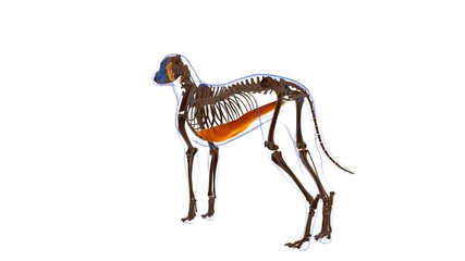 Rectus Abdominus muscle Dog muscle Anatomy For Medical Concept 3D