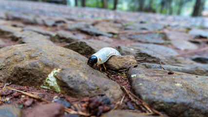 The big white caterpillar on a rock