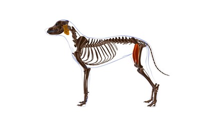 Rectus Femoris muscle Dog muscle Anatomy For Medical Concept 3D