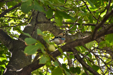 bird on a tree