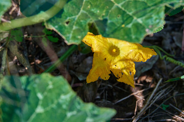 Flor de Calabaza