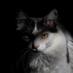 White and black cat with black background