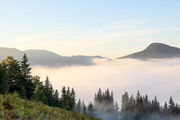 Fototapeta na wymiar Picturesque view foggy forest in mountains on morning