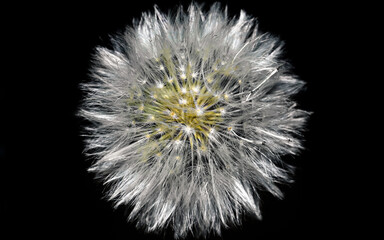 dandelion on black background