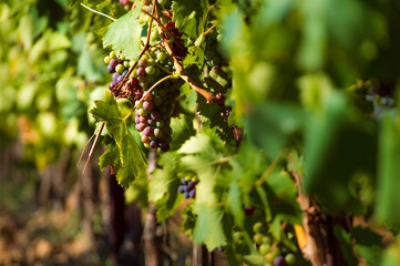 Close up of a bunch of grapes on a vine in the Tuscan countryside