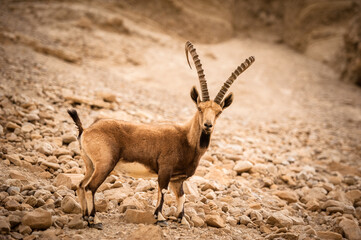 A mountain goat on the slopes of a mountain in the Israeli desert