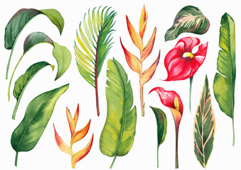 Tropical set with red anthurium, heliconia flowers and palm leaves. Watercolor illustration on white background.