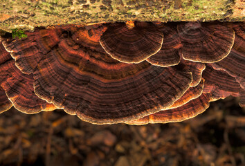 Daedaleopsis tricolor mushrooms on a tree	