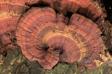 Daedaleopsis tricolor mushrooms on a tree	