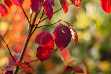 Trees with red autumn foliage in the autumn forest on a sunny day on a blurry background. Autumn forest landscape.