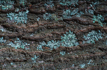 The texture of the bark of an oak covered with lichen looks like the bottom of a fabulous pond with bizarre algae