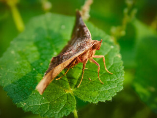 insecto