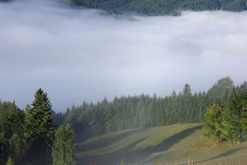 Picturesque view foggy forest in mountains on morning