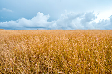 A dry yellow field with a cloudy dramatic sky. Picturesque landscape