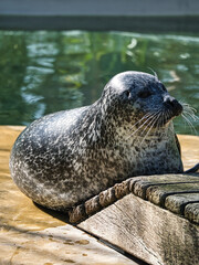 cute sea seal at the berlin zoo