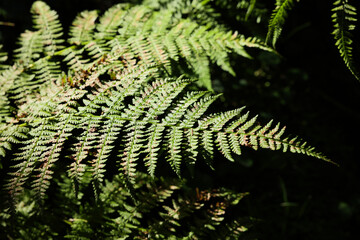 Naklejka na ściany i meble Beautiful fern plant with lush leaves in forest, closeup