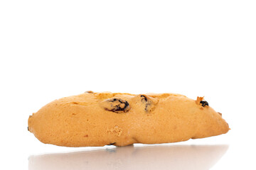 One homemade shortbread cookie with raisins, close-up, isolated on white.