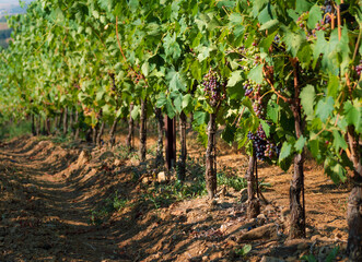 Vineyards agricultural field in Tuscany farmlands in Italy