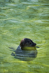 cute sea seal at the berlin zoo