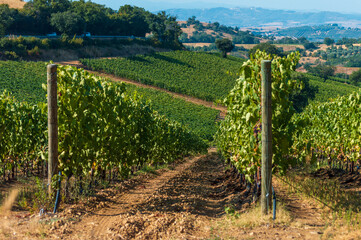Fototapeta na wymiar Vineyards agricultural field in Tuscany farmlands in Italy