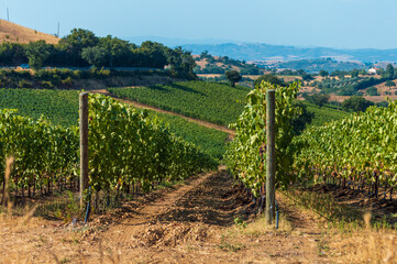 Fototapeta na wymiar Vineyards agricultural field in Tuscany farmlands in Italy