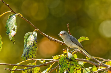 Tiny Blue-gray Gnatcatcher looking for insects in a Persimmon tree in fall sunshine