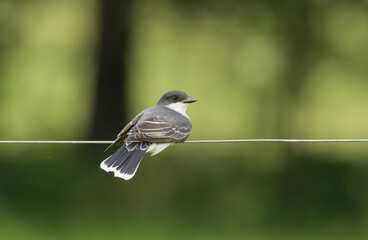 Eastern Kingbird sitting on a fence wire