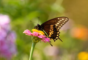 Ventral view of a male Eastern Black Swallowtail butterfly feeding on a pink Zinnia in summer garden