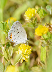Tiny Eastern tailed-blue butterfly getting nectar from a yellow clover flower