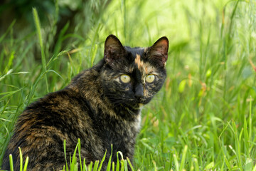 Naklejka na ściany i meble Beautiful black and ginger tortie cat sitting in grass, looking at the viewer