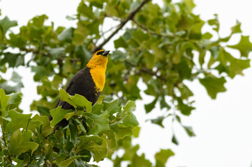 Male Yellow-headed Blackbird perched in an Oak tree, resting during migration in spring