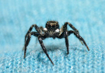 Tiny but adorable Twin-flagged jumping spider on top of a greenish blue knit fabric